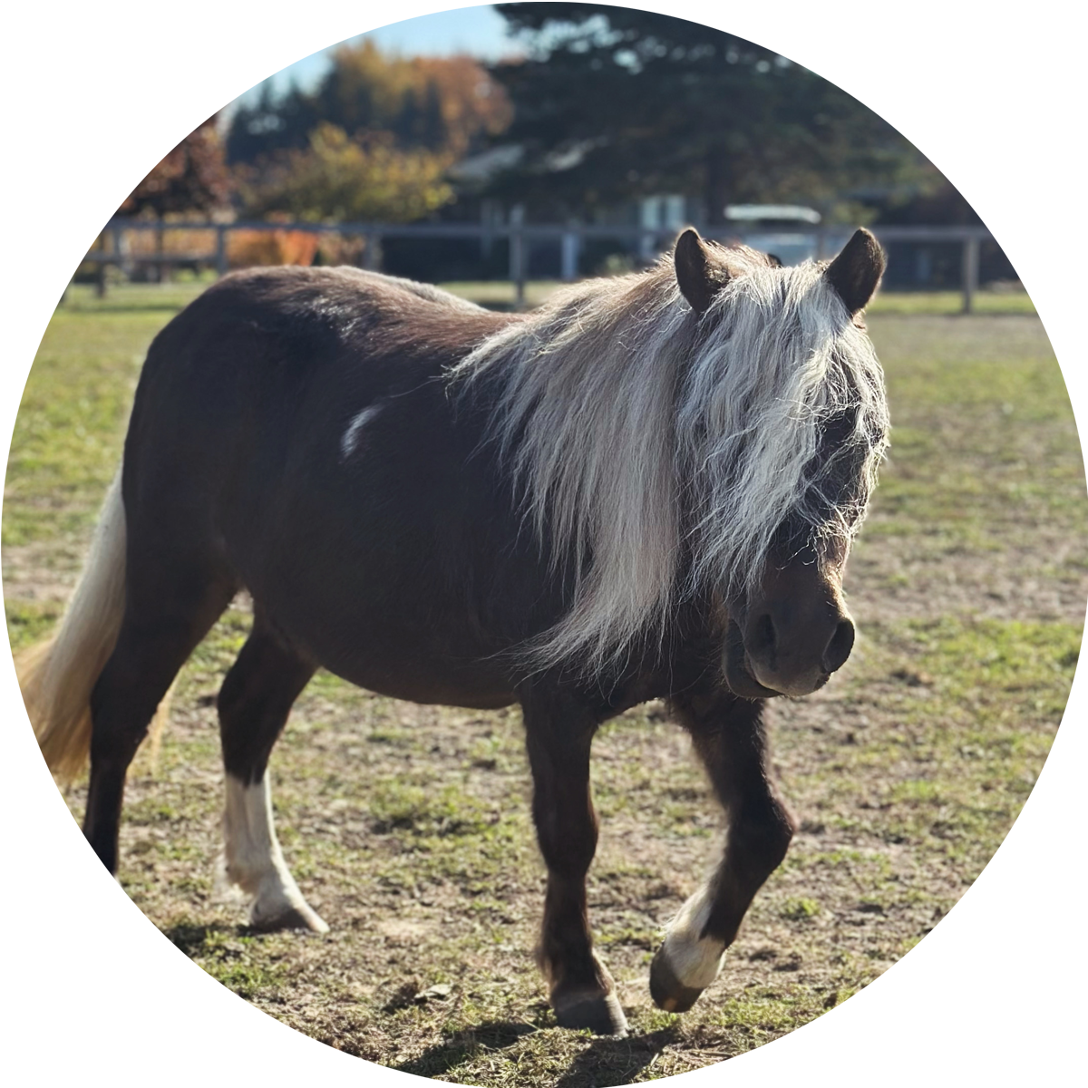 Polly Pocket Profile