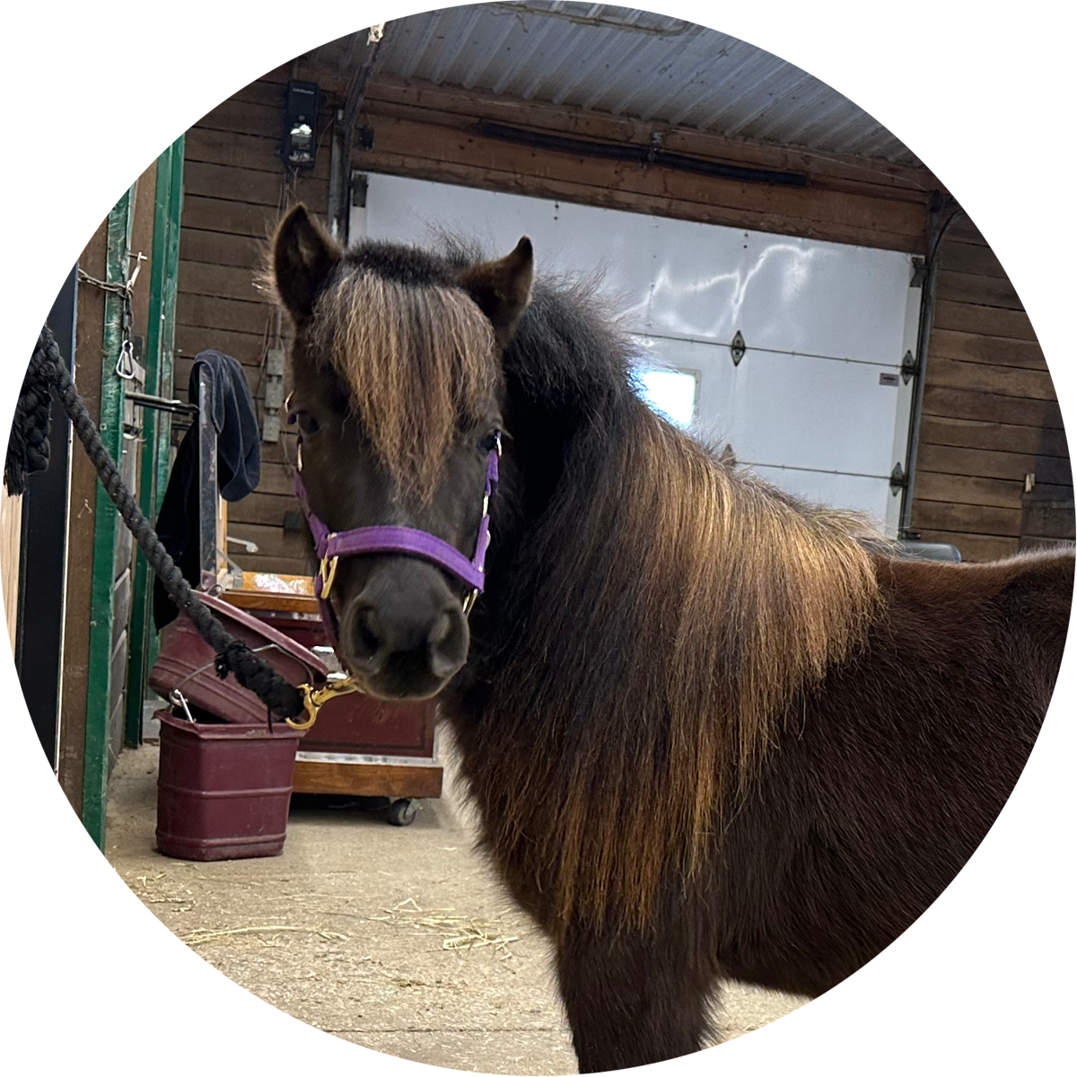 Willow Profile